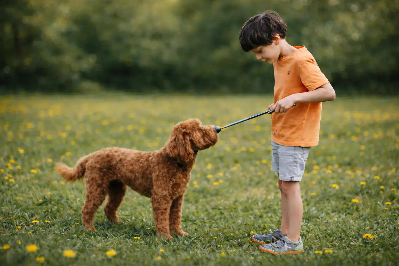 ChiCa Hondenschool praktijktraining
