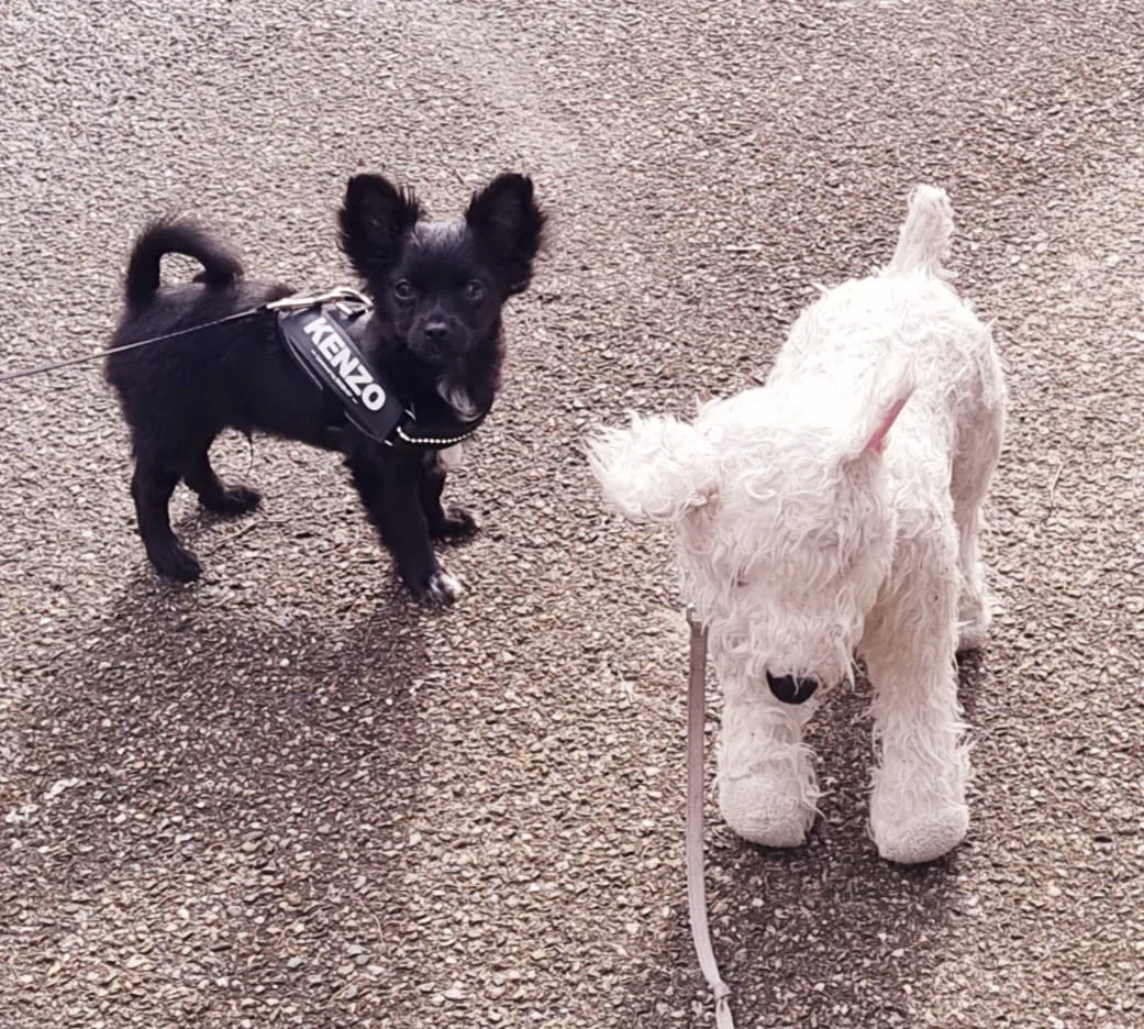 Reviewfoto 7 van ChiCa Hondenschool