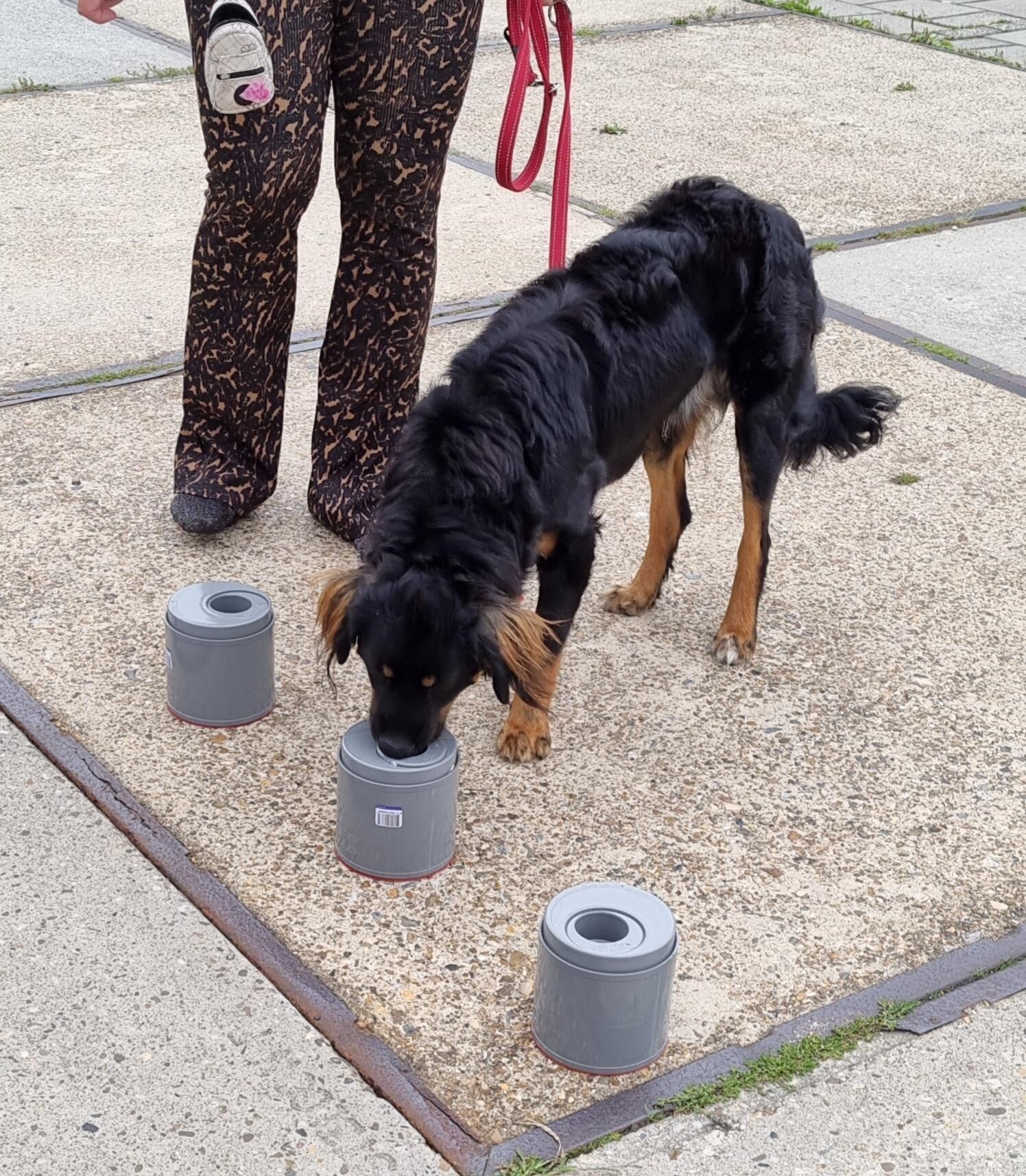 Hondenschool en detectietraining