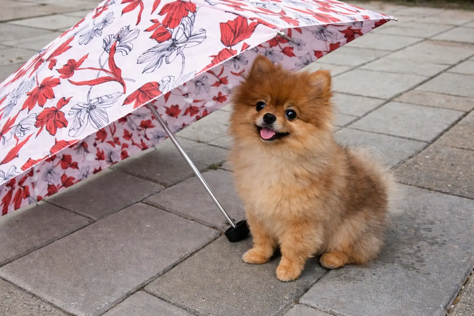 Priveles aan huis met hond en begeleider